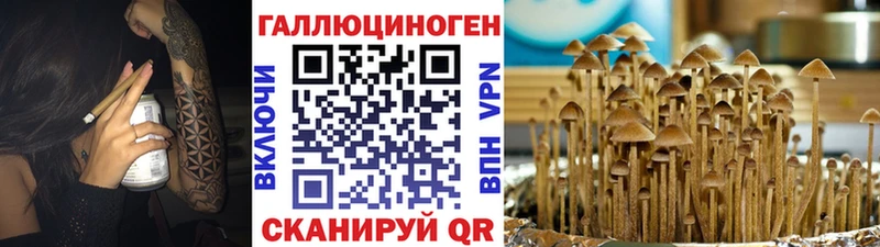 Псилоцибиновые грибы Psilocybine cubensis  Феодосия 